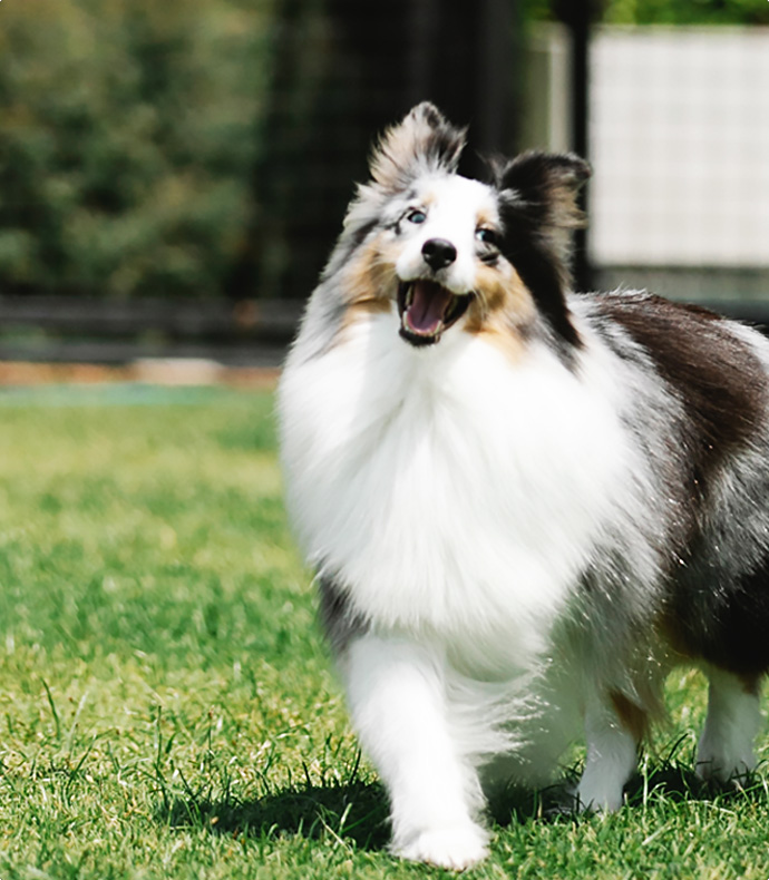 Landscaping Artificial Grass